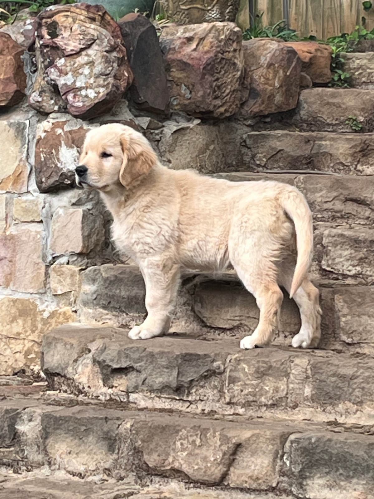 Professionally raised and champion-sired pups just in time for XMAS. breeder image 17