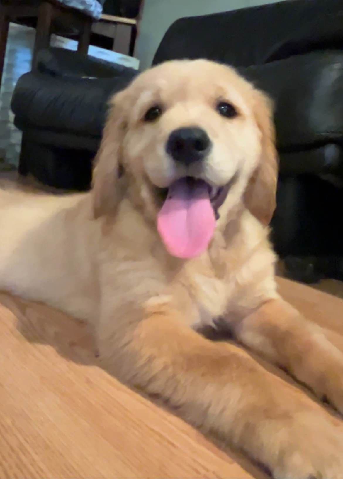 Professionally raised and champion-sired pups just in time for XMAS. breeder image 21