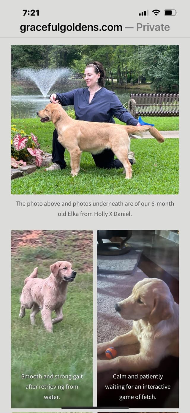 GCH CH Hillock's Jack Daniels puppies ready to go in June 2026 media 5