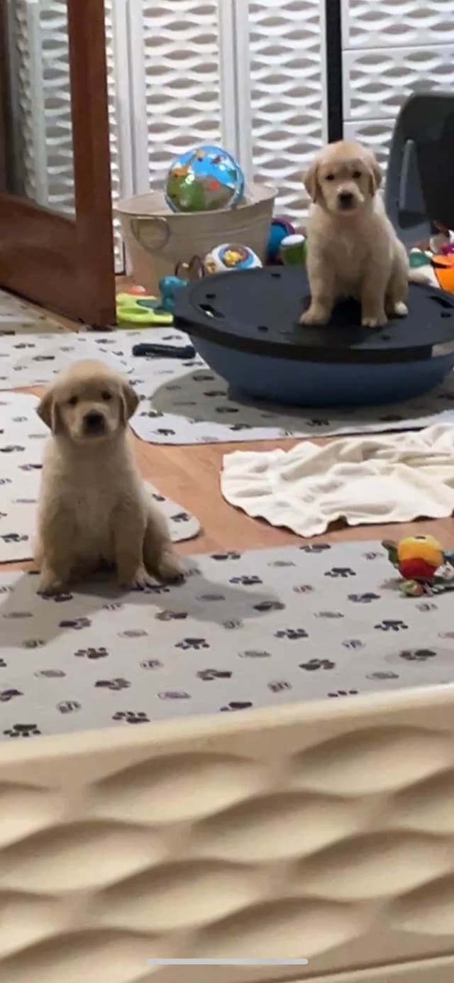 GCH CH Hillock's Jack Daniels puppies ready to go in June 2026 media 7