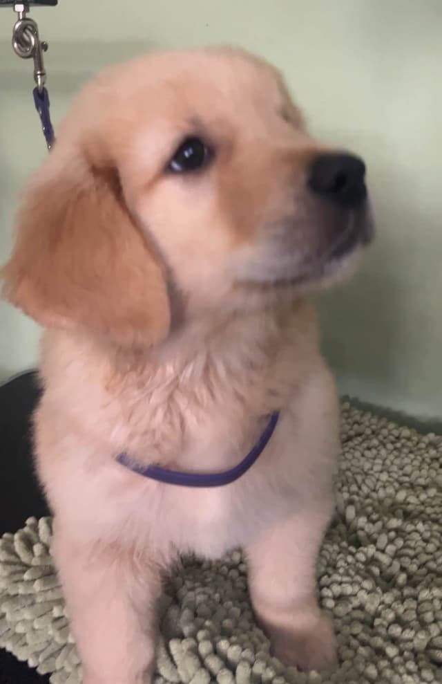 GCH CH Hillock's Jack Daniels puppies ready to go in June 2026 media 9