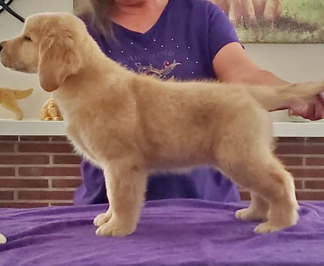 GCH CH Hillock's Jack Daniels puppies ready to go in June 2026 media 13
