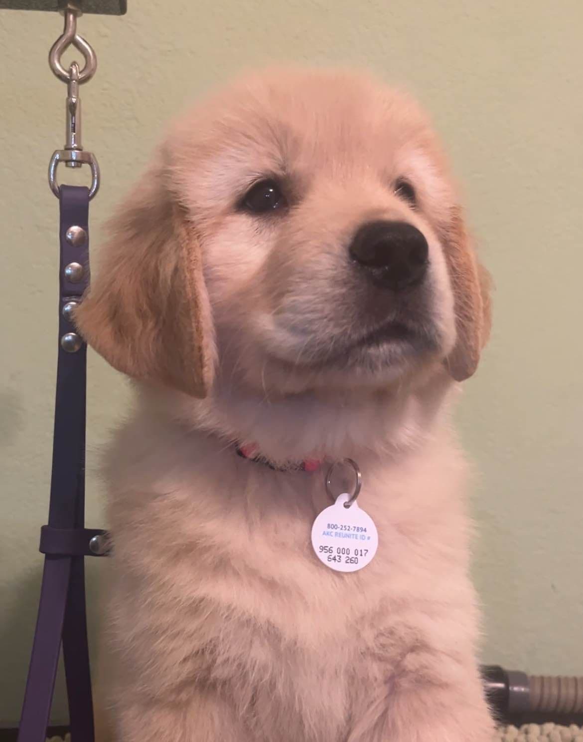 Professionally raised and champion-sired pups just in time for XMAS. breeder image 24