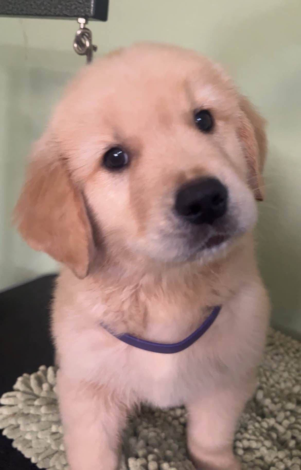 Professionally raised and champion-sired pups just in time for XMAS. breeder image 25