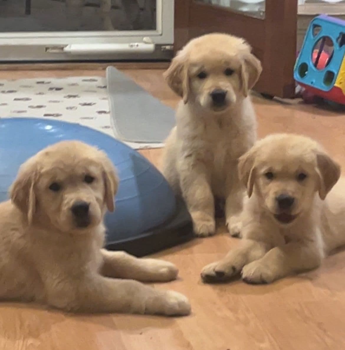 Professionally raised and champion-sired pups just in time for XMAS. breeder image 27