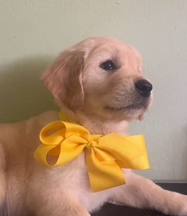 GCH CH HILLOCK'S JACK DANIELS SDHF, RA, JH, CA, RATN, CGC PUPPIES media 3