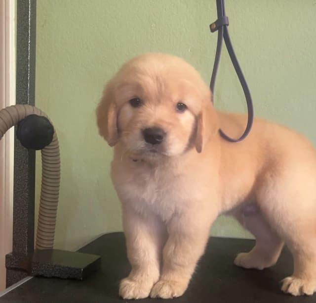 GCH CH HILLOCK'S JACK DANIELS SDHF, RA, JH, CA, RATN, CGC PUPPIES media 2