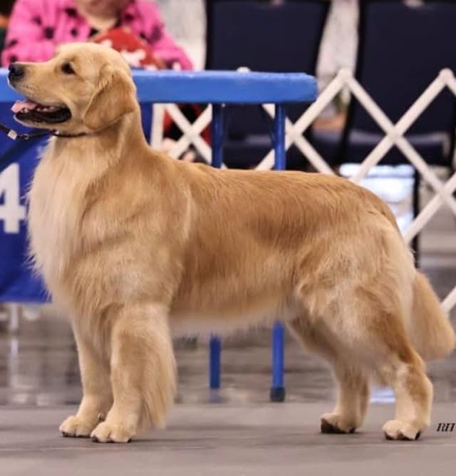 GCH CH HILLOCK'S JACK DANIELS SDHF, RA, JH, CA, RATN, CGC PUPPIES media 4