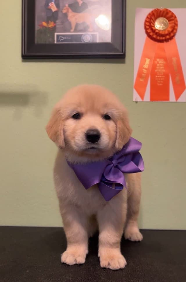 GCH CH HILLOCK'S JACK DANIELS SDHF, RA, JH, CA, RATN, CGC PUPPIES media 13