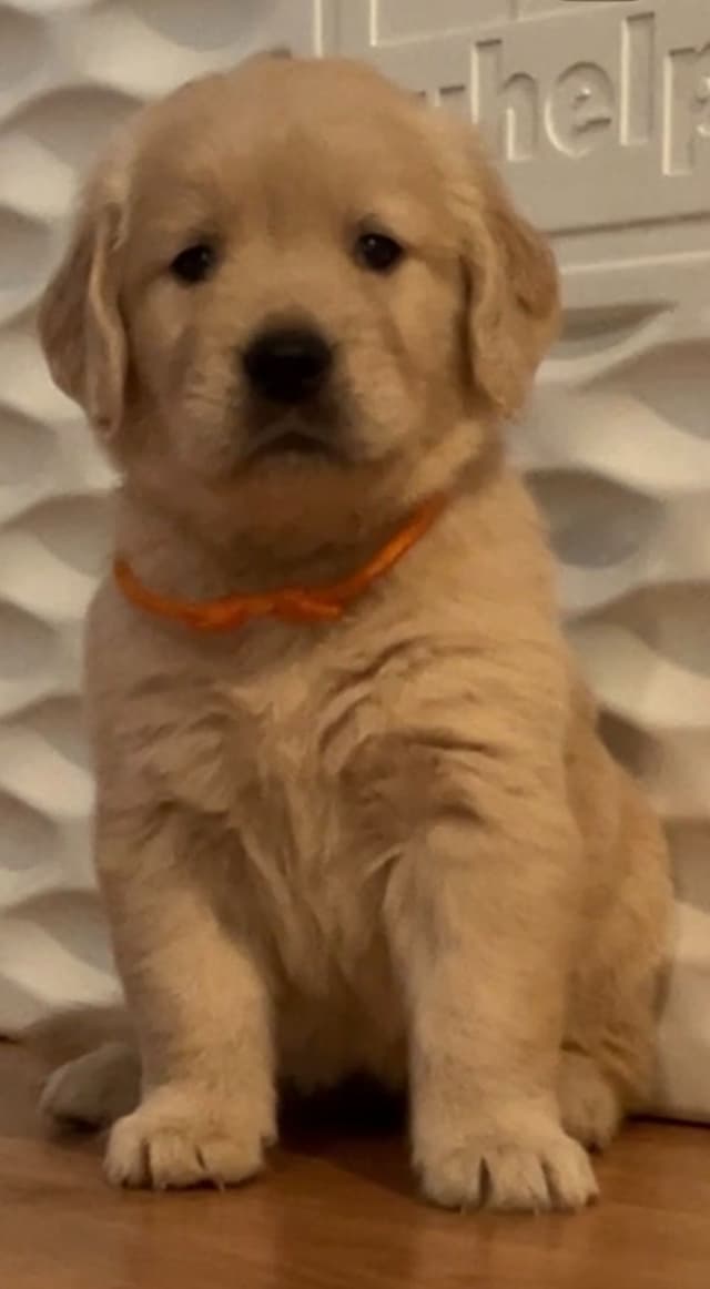 GCH CH HILLOCK'S JACK DANIELS SDHF, RA, JH, CA, RATN, CGC PUPPIES media 10