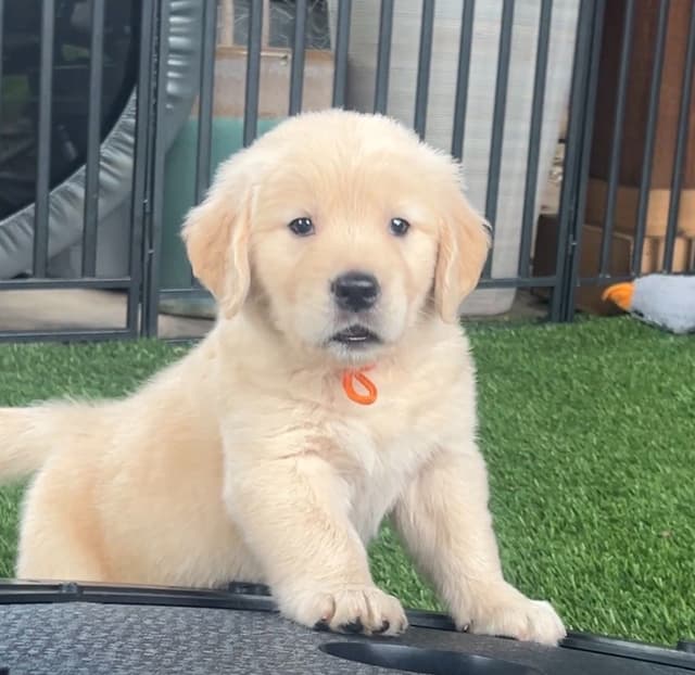 GCH CH HILLOCK'S JACK DANIELS SDHF, RA, JH, CA, RATN, CGC PUPPIES media 5