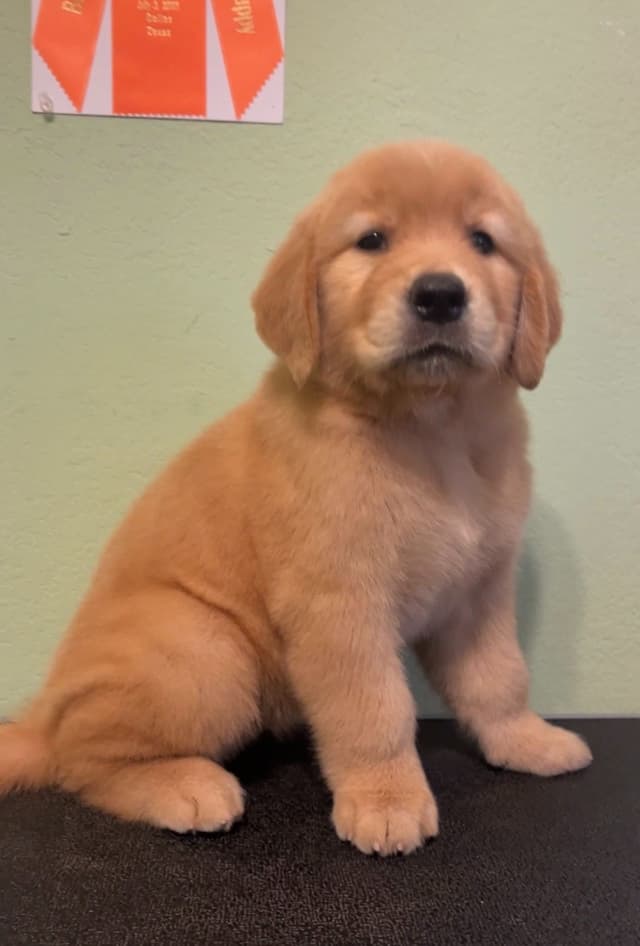 GCH CH HILLOCK'S JACK DANIELS SDHF, RA, JH, CA, RATN, CGC PUPPIES media 8
