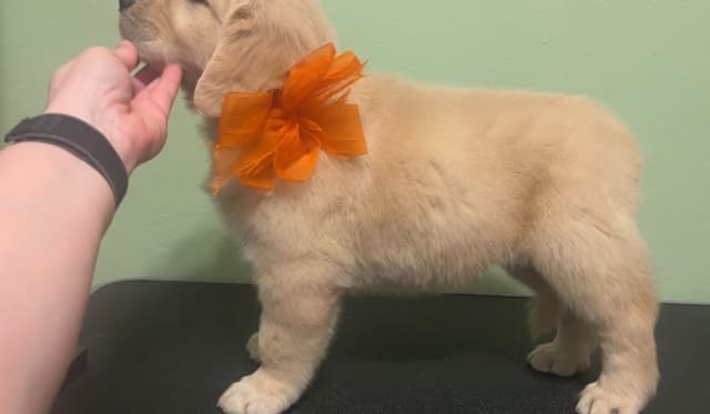 GCH CH HILLOCK'S JACK DANIELS SDHF, RA, JH, CA, RATN, CGC PUPPIES media 15