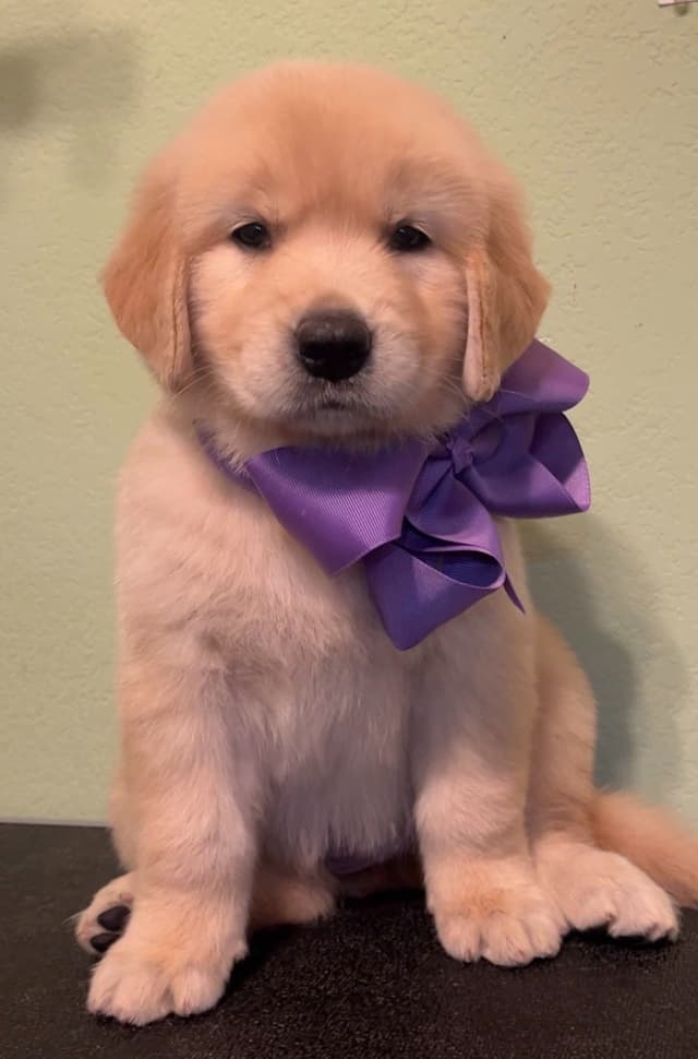 GCH CH HILLOCK'S JACK DANIELS SDHF, RA, JH, CA, RATN, CGC PUPPIES media 11