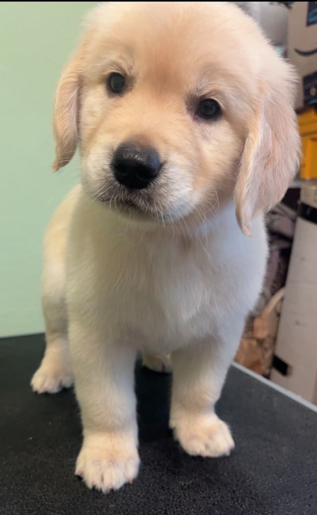GCH CH HILLOCK'S JACK DANIELS SDHF, RA, JH, CA, RATN, CGC PUPPIES media 12