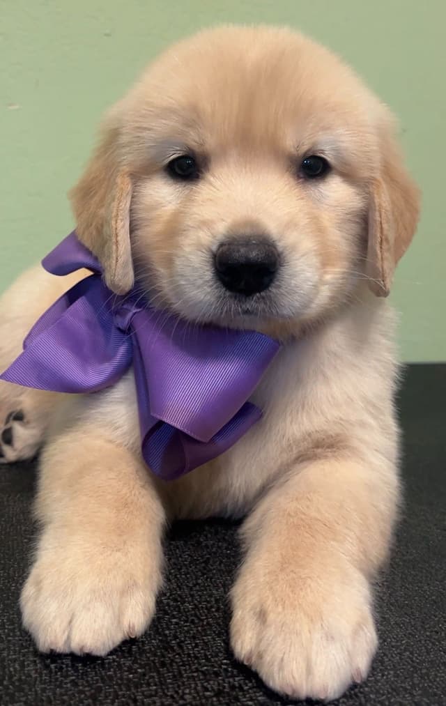 GCH CH HILLOCK'S JACK DANIELS SDHF, RA, JH, CA, RATN, CGC PUPPIES media 16