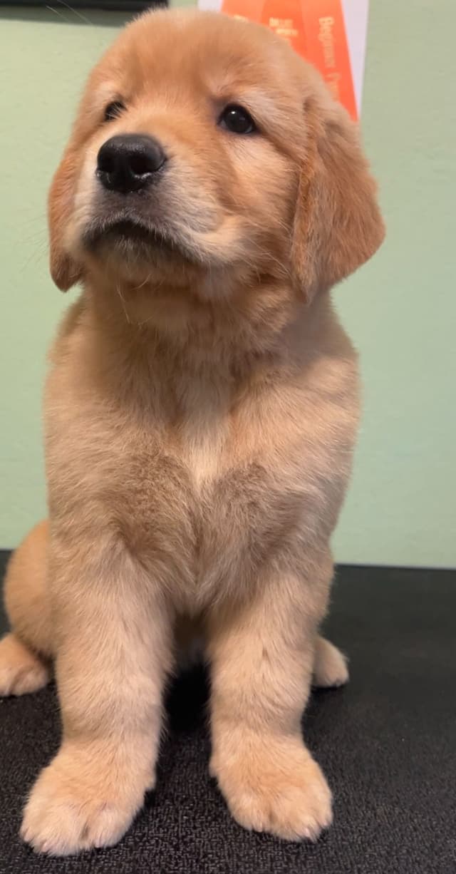 GCH CH HILLOCK'S JACK DANIELS SDHF, RA, JH, CA, RATN, CGC PUPPIES media 14