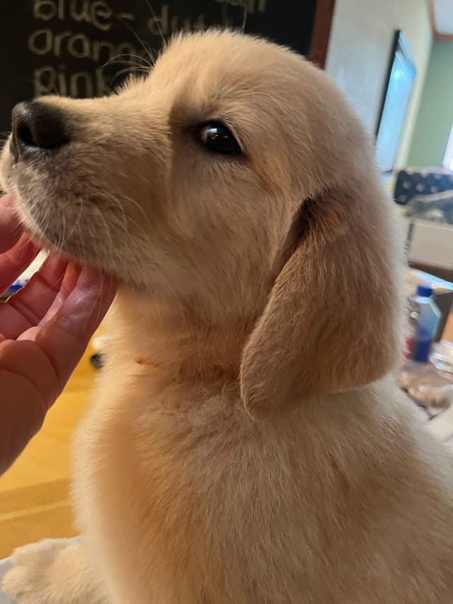 GCH CH HILLOCK'S JACK DANIELS SDHF, RA, JH, CA, RATN, CGC PUPPIES media 17