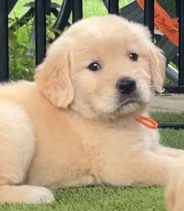 GCH CH HILLOCK'S JACK DANIELS SDHF, RA, JH, CA, RATN, CGC PUPPIES media 18