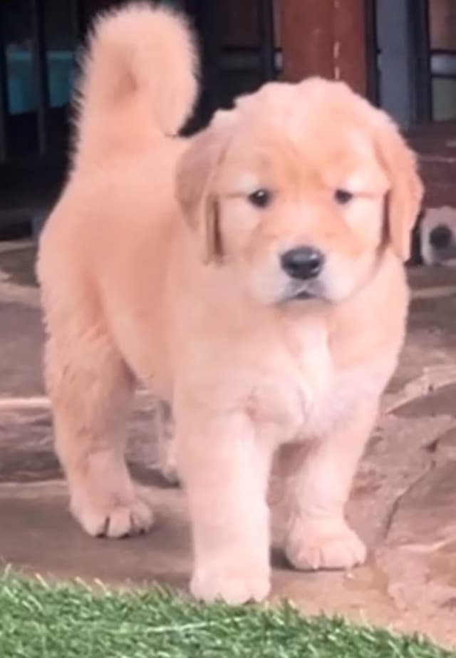 GCH CH HILLOCK'S JACK DANIELS SDHF, RA, JH, CA, RATN, CGC PUPPIES media 19