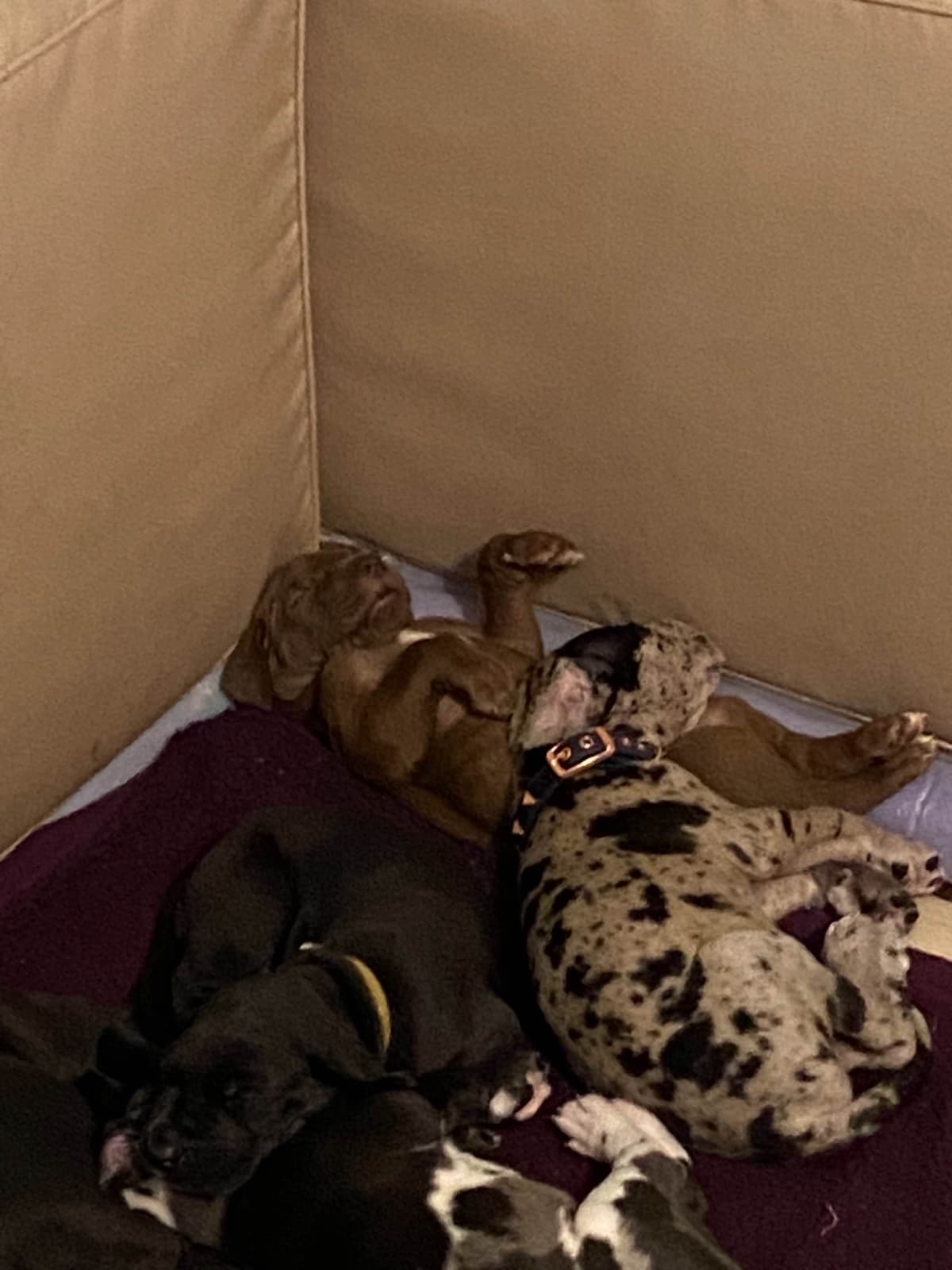 Great Dane Puppies breeder image 9