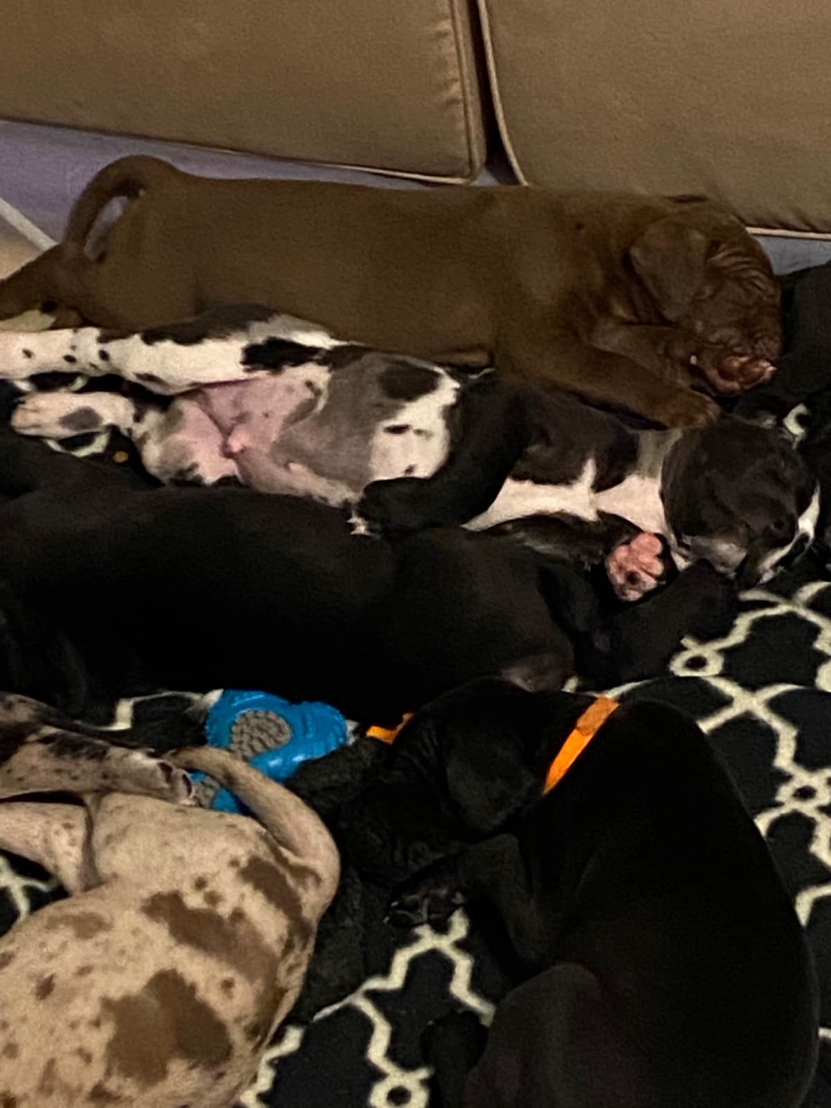 Great Dane Puppies breeder image 10