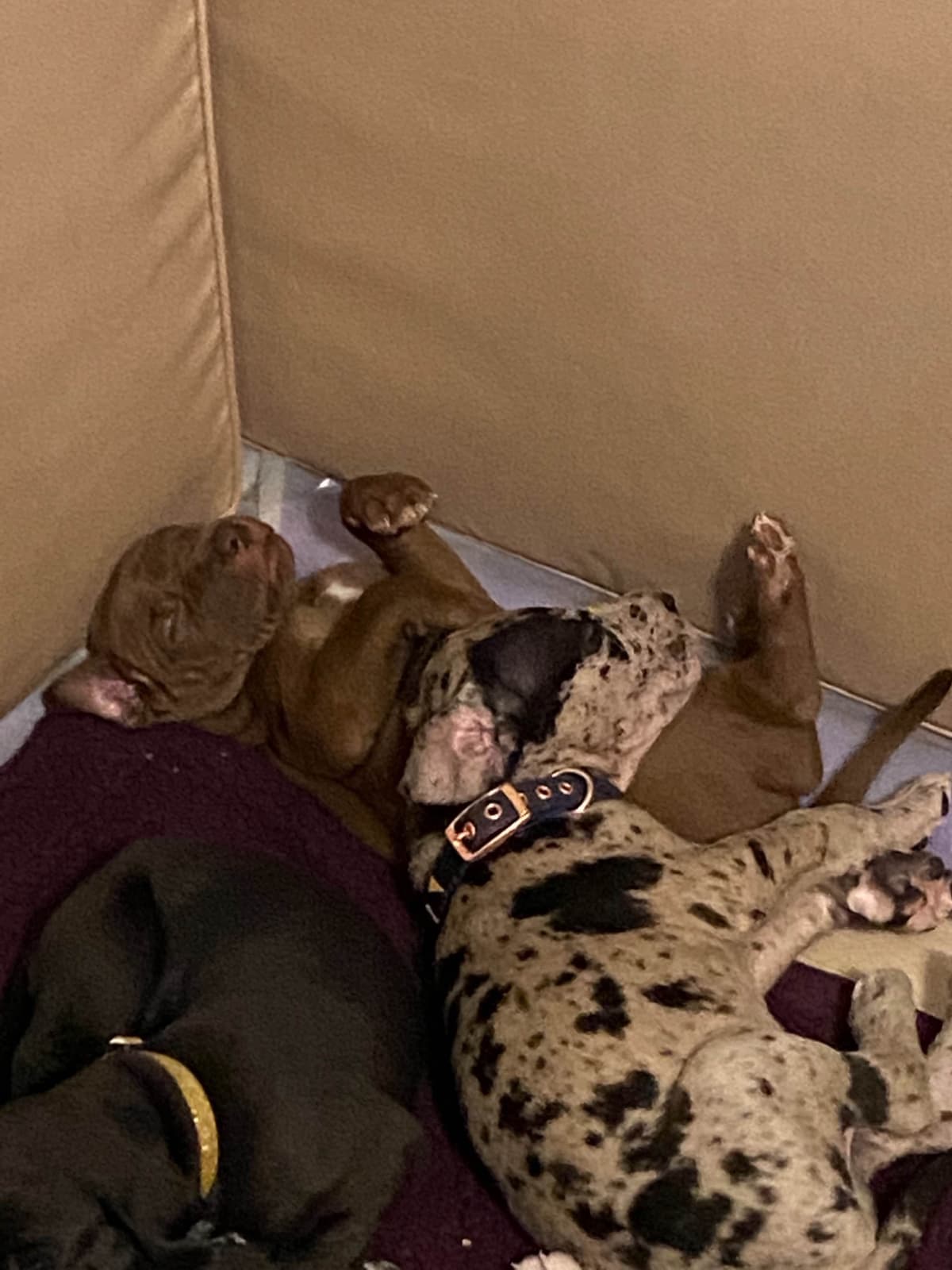 Great Dane Puppies breeder image 13