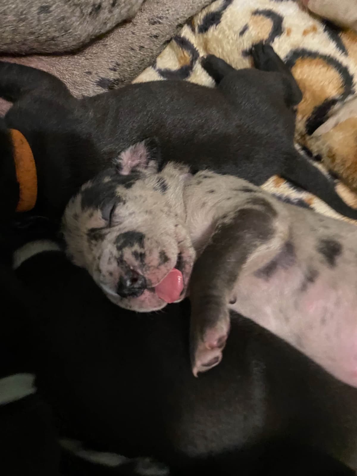 Great Dane Puppies breeder image 12