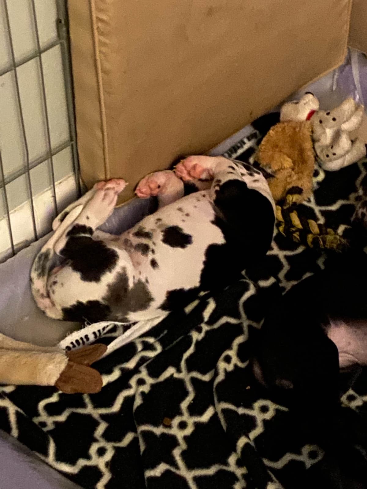 Great Dane Puppies breeder image 15