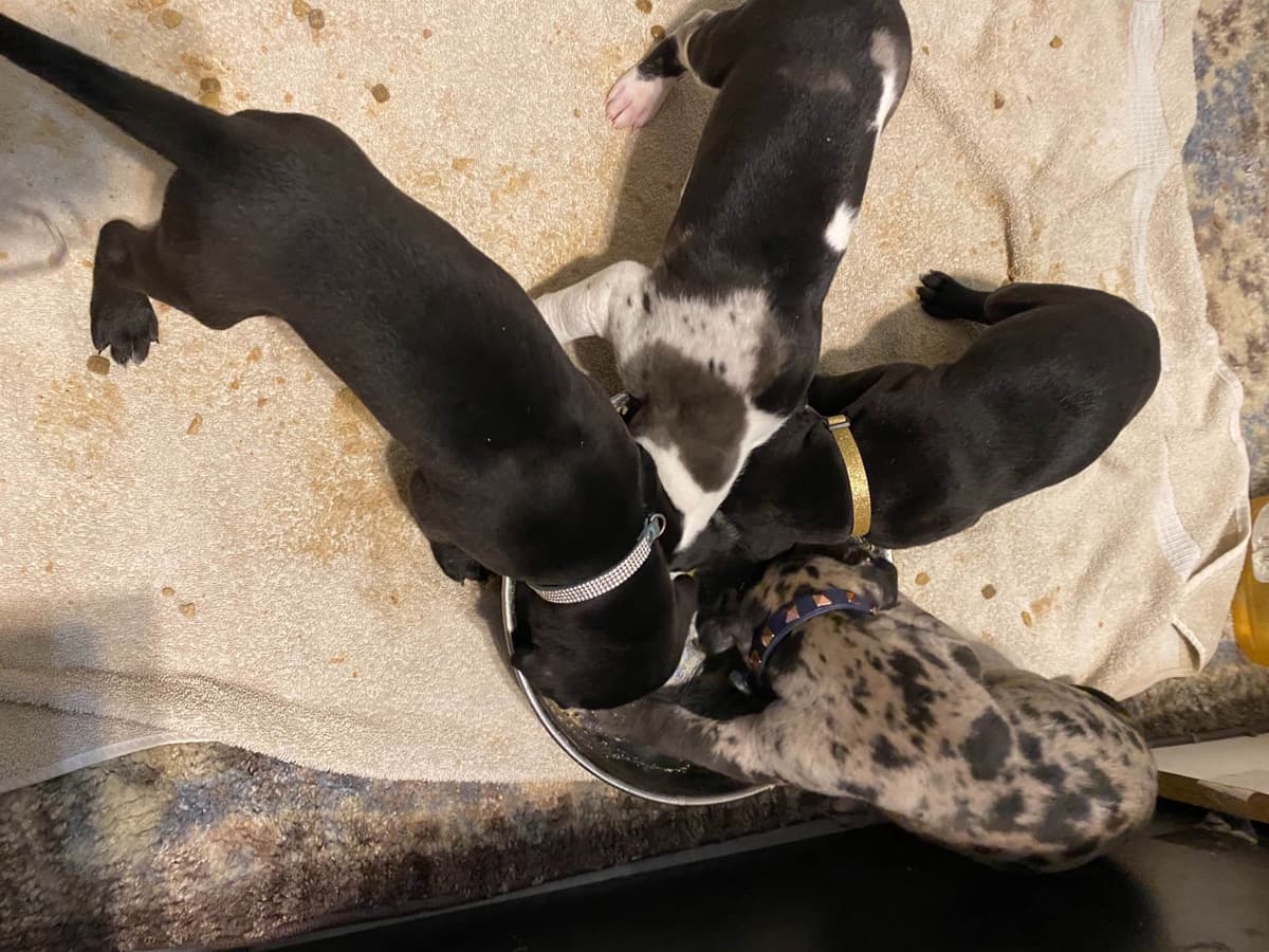 Great Dane Puppies breeder image 14
