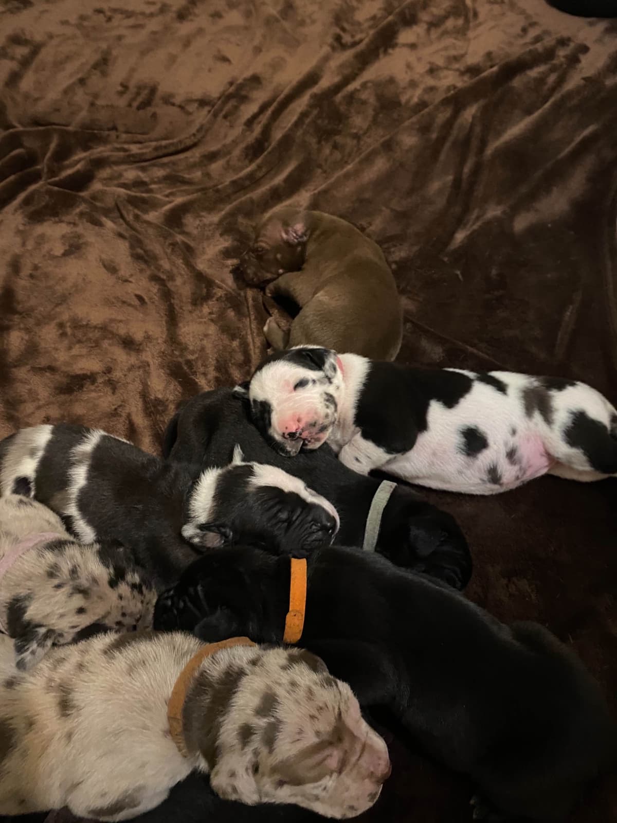 Great Dane Puppies breeder image 18