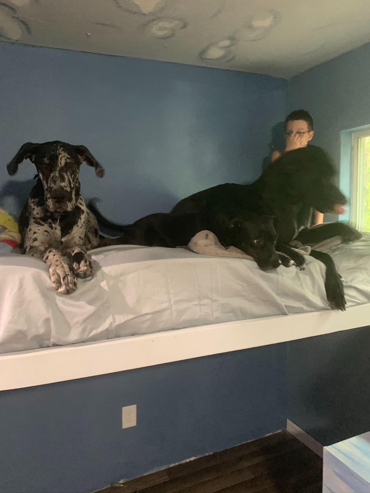 Great Dane Puppies breeder image 16