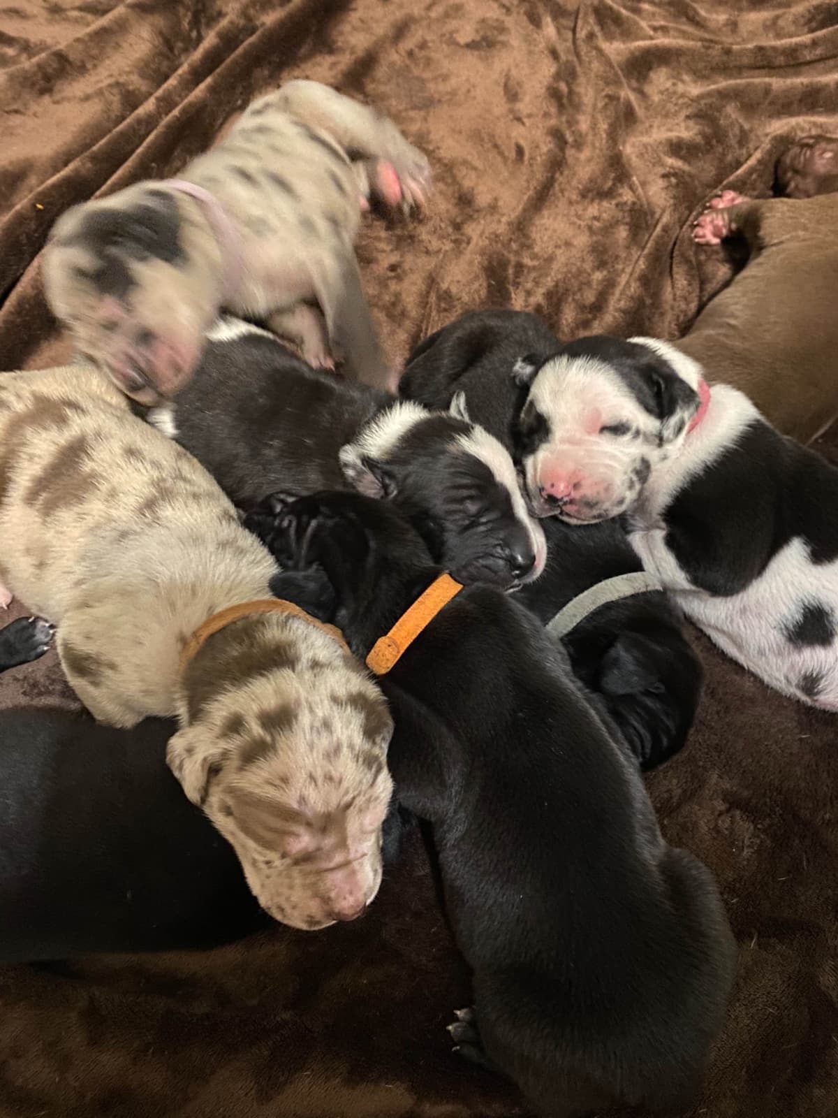 Great Dane Puppies breeder image 19