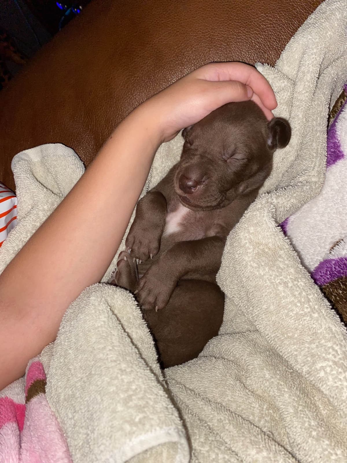 Great Dane Puppies breeder image 17