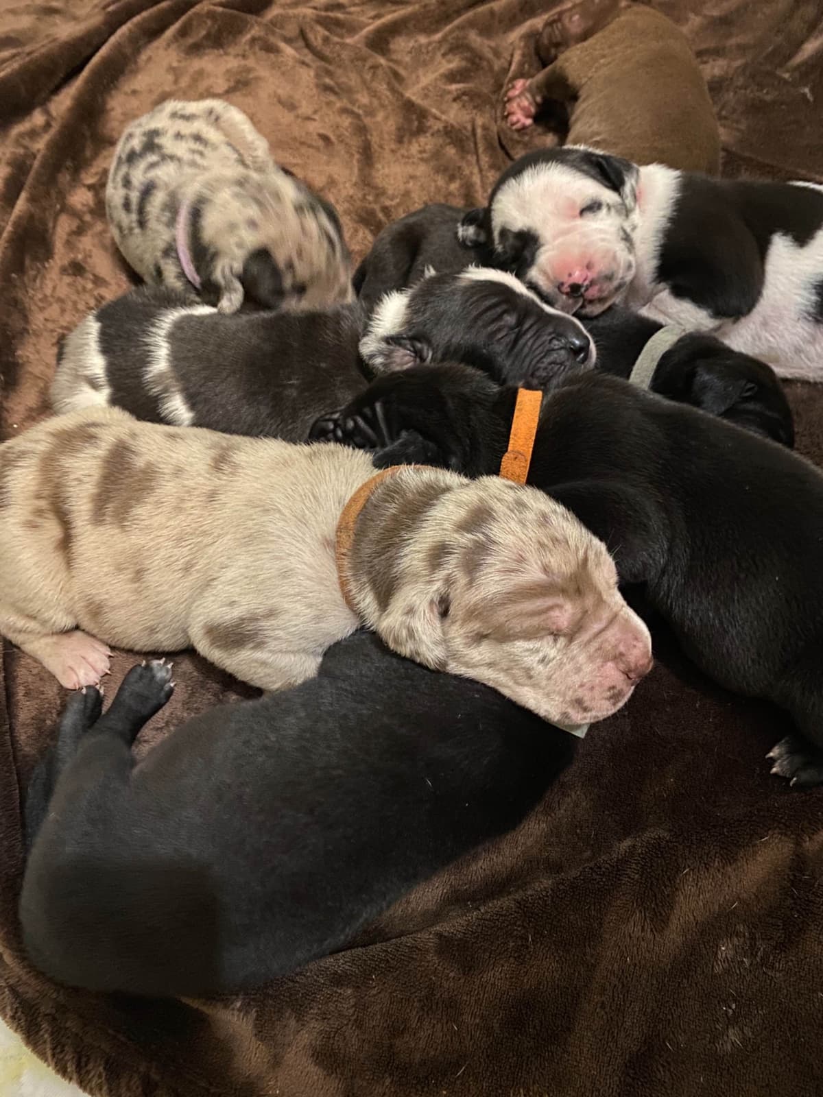 Great Dane Puppies breeder image 21