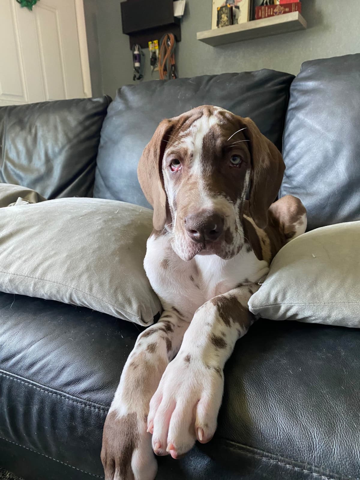 Great Dane Puppies breeder image 6