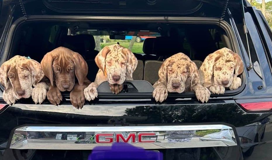 Great Dane Puppies breeder image 8