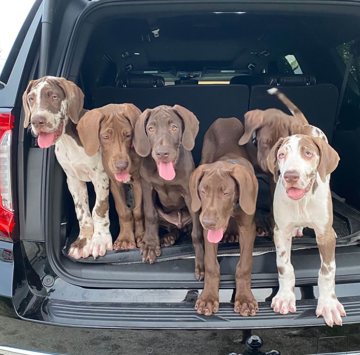 Great Dane Puppies breeder image 5