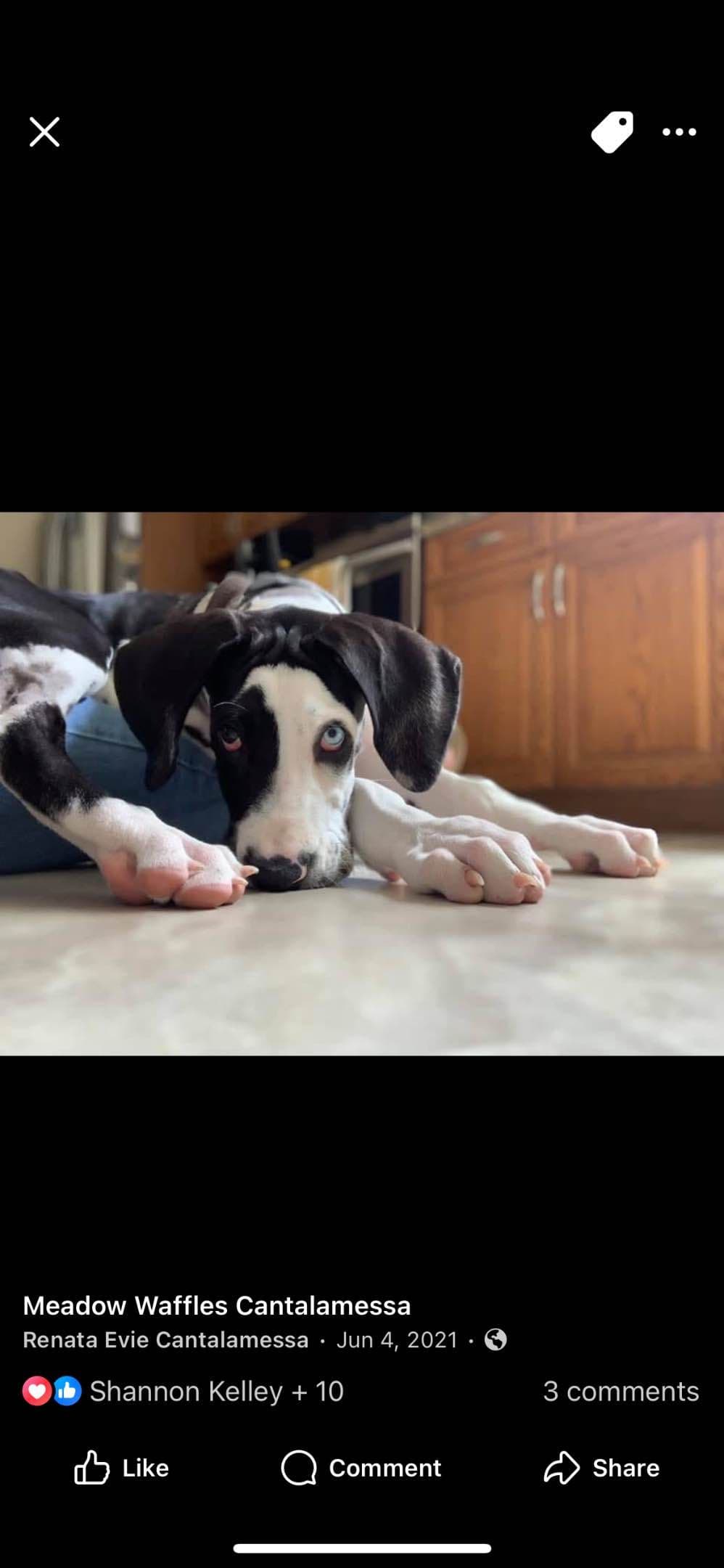 Great Dane Puppies breeder image 4