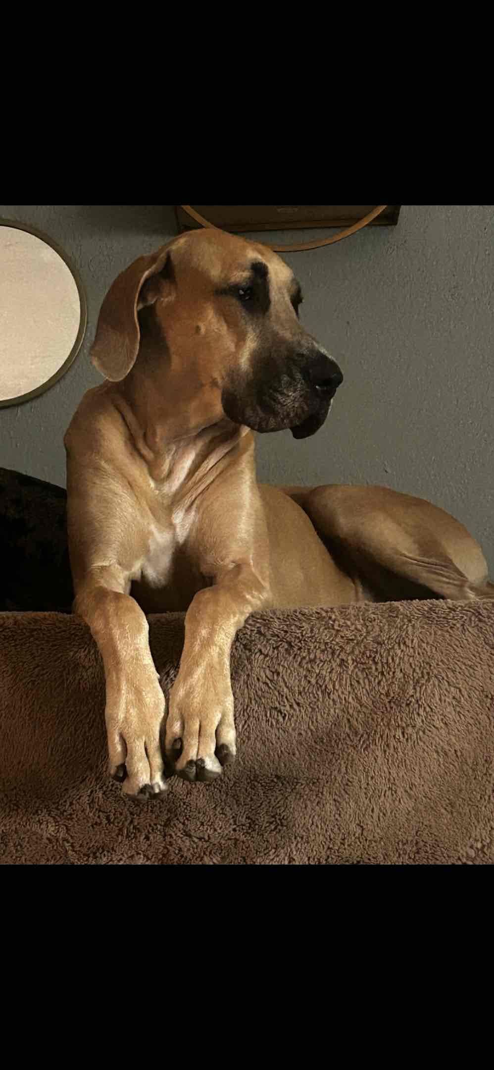 Great Dane Puppies breeder image 1