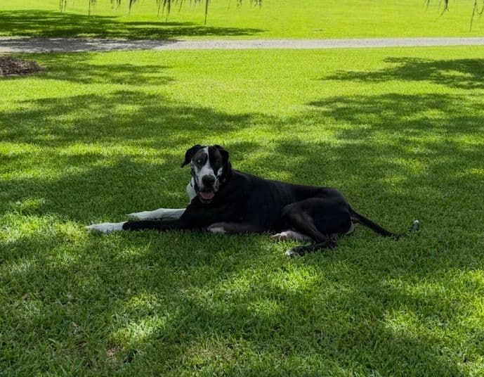 Great Dane Puppies breeder image 2