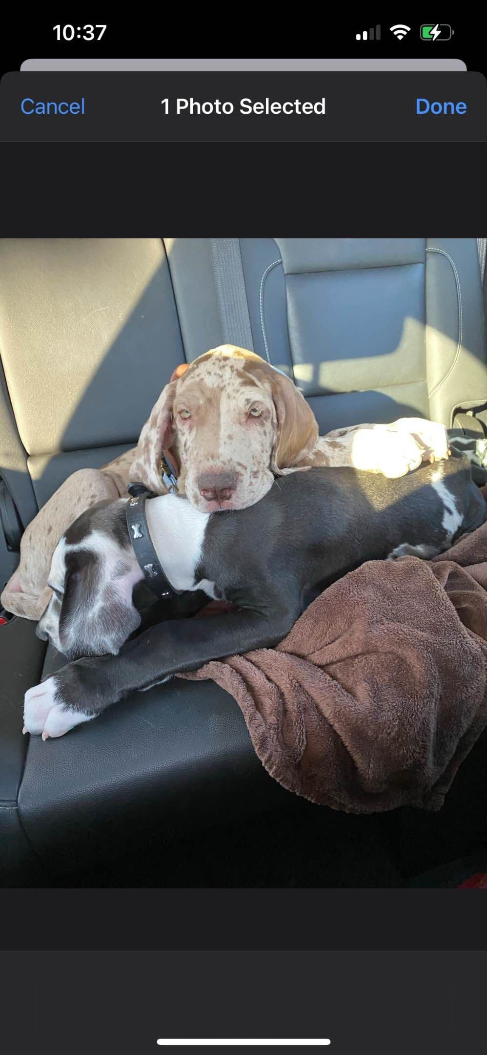 Great Dane Puppies breeder image 23