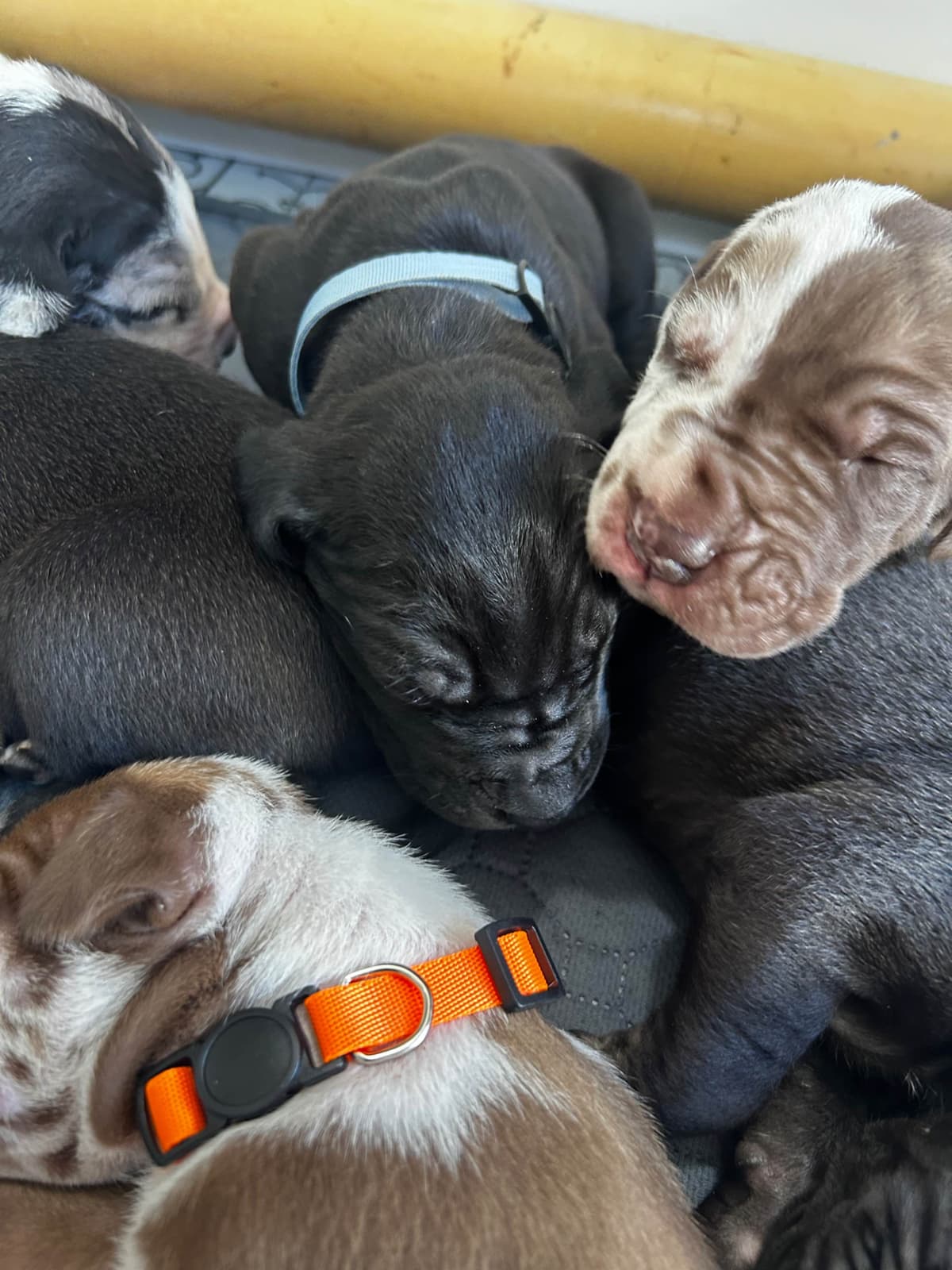 Great Dane Puppies breeder image 25