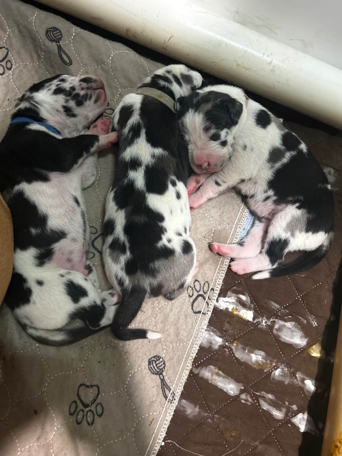 Great Dane Puppies breeder image 26