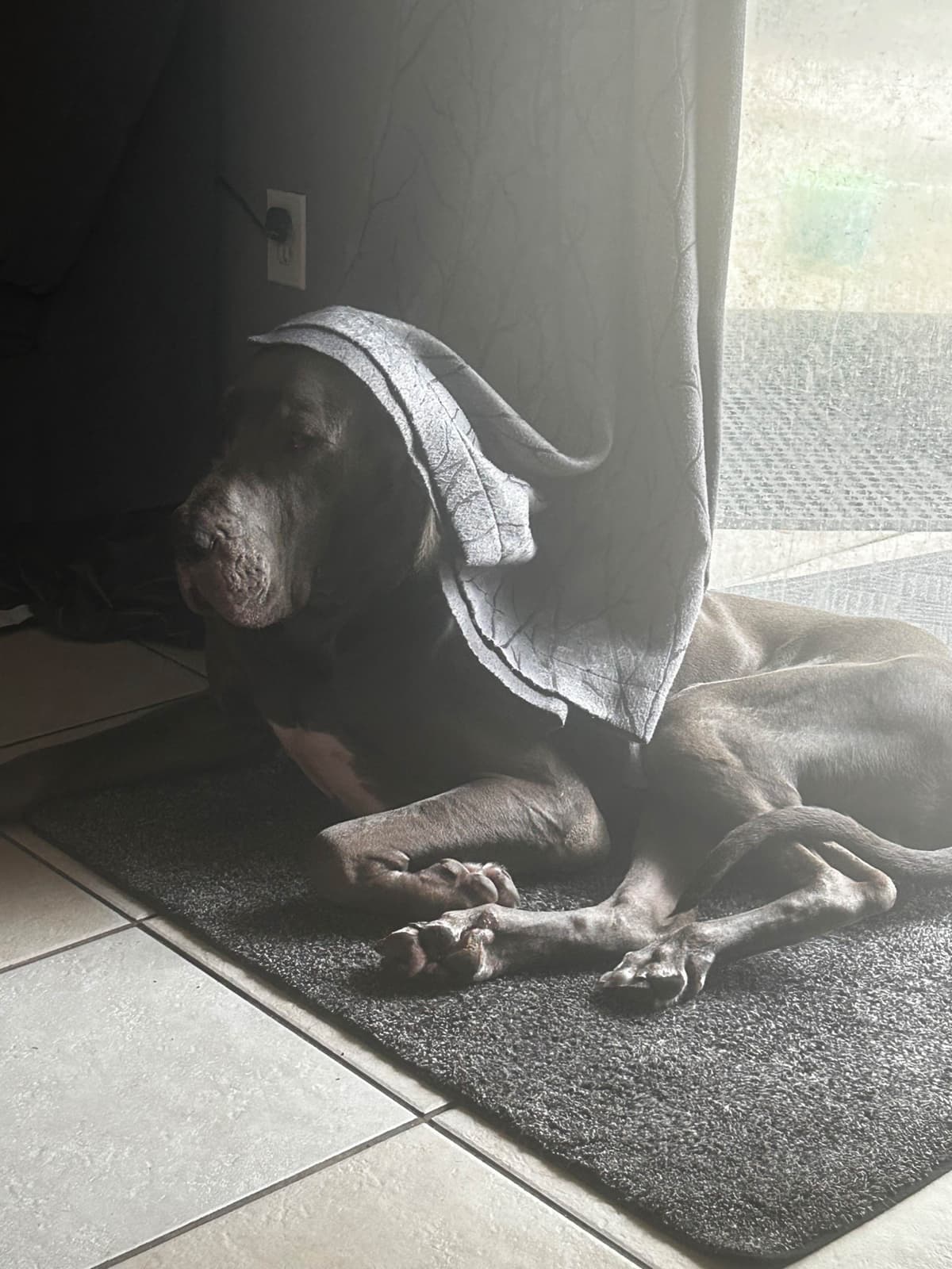 Great Dane Puppies breeder image 27