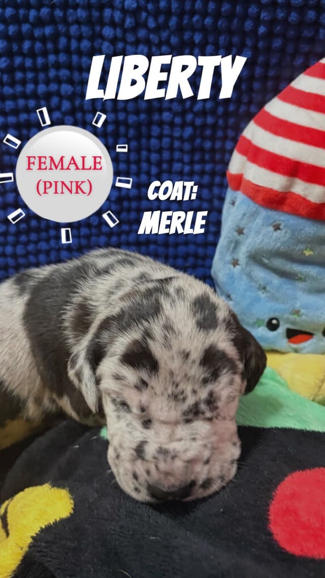 Great Dane Puppies media 2