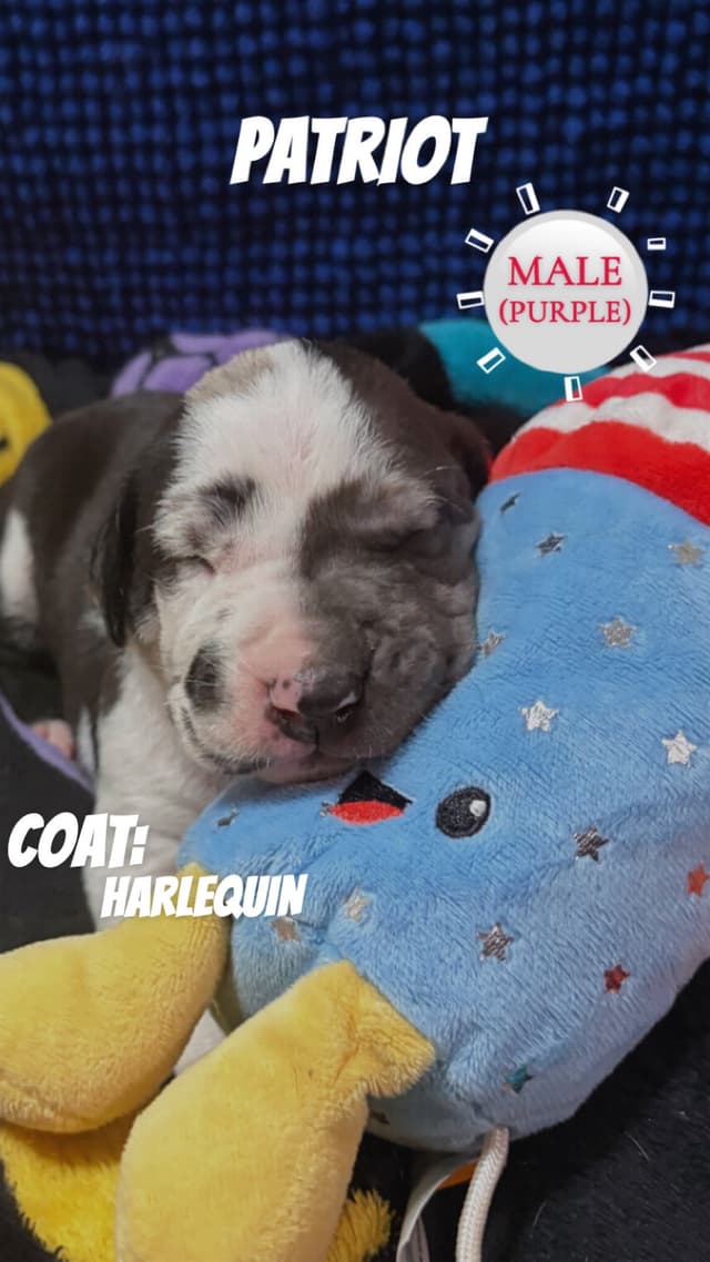 Great Dane Puppies media 4