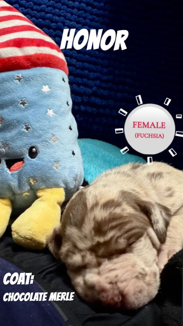 Great Dane Puppies media 3