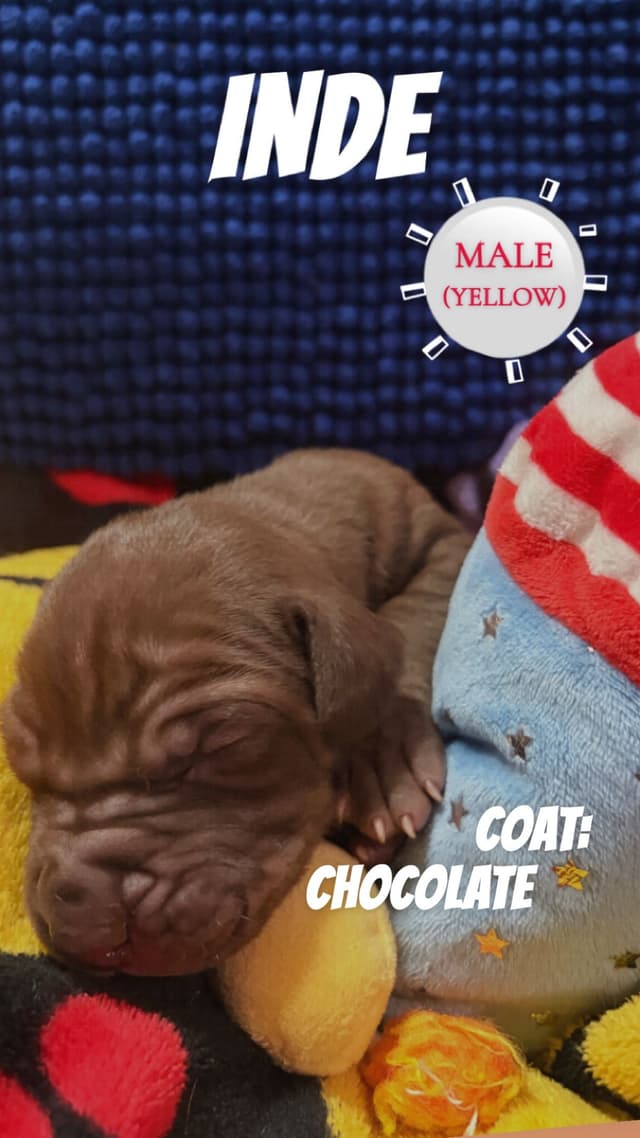 Great Dane Puppies media 5