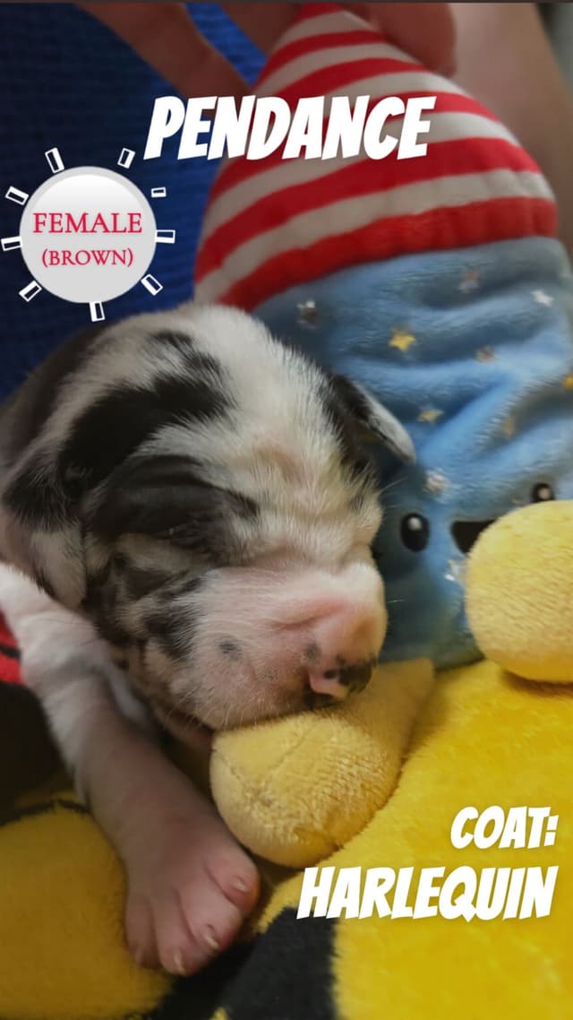Great Dane Puppies media 6
